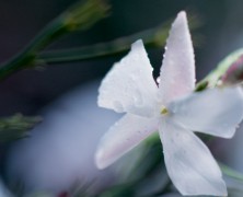 Dior chooses a new path for their latest J’Adore perfume ad