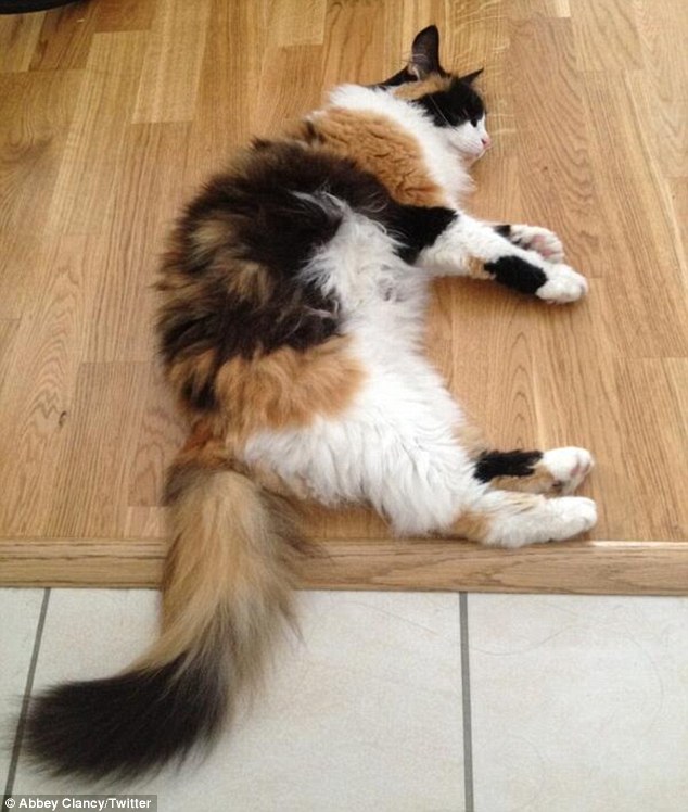 article-2401920-1B75DFD5000005DC-953_634x748