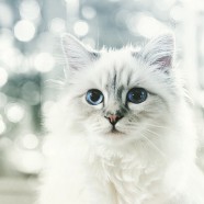 Newsmaker of the week : Choupette Lagerfeld