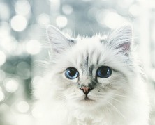 Newsmaker of the week : Choupette Lagerfeld