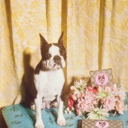 Gucci celebrates Year of the Dog with a special collection