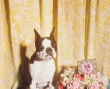 Gucci celebrates Year of the Dog with a special collection