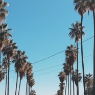 California goes fur-free