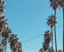 California goes fur-free