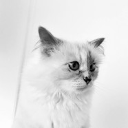 Karl Lagerfeld’s cat Choupette is the subject of a new Book