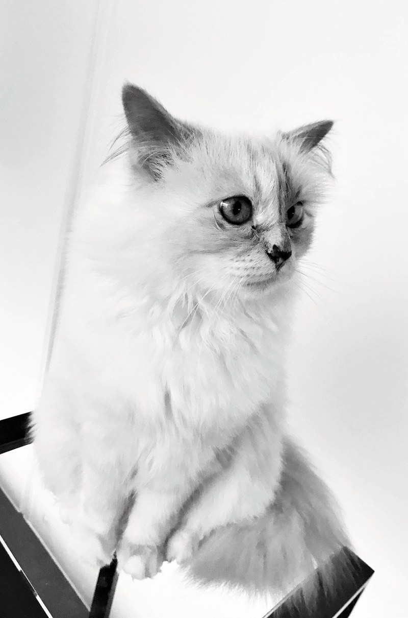 Choupette-Lagerfeld