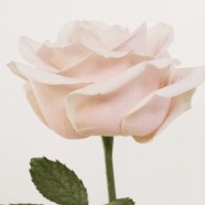 Burberry joins fight against Coronavirus