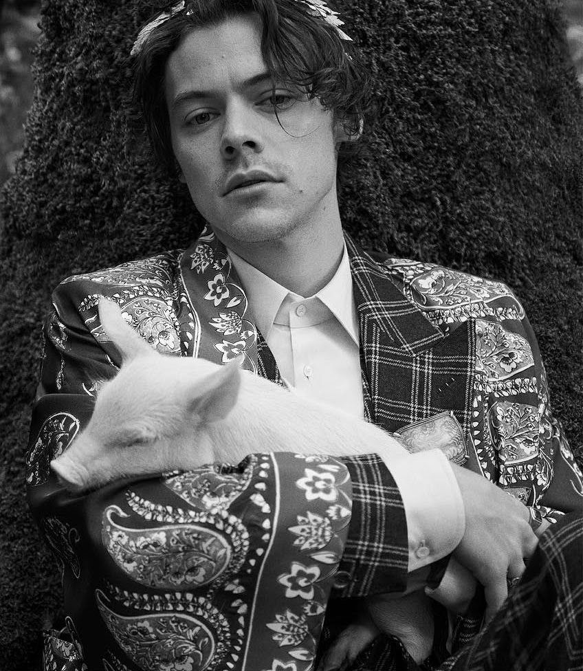 Gucci Harry Styles