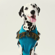 Alanui and Poldo Dog Couture unveil Ultra-Fashionable collection for Dogs