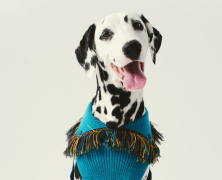 Alanui and Poldo Dog Couture unveil Ultra-Fashionable collection for Dogs